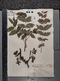 Juglans cinerea image