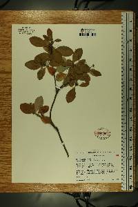 Rhododendron menziesii image