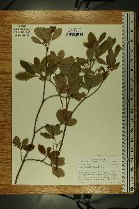 Rhododendron menziesii image