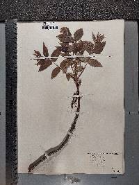 Juglans cinerea image