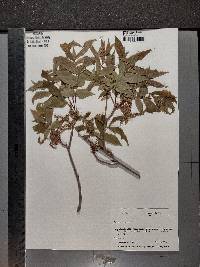 Juglans cinerea image