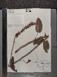 Betonica officinalis image