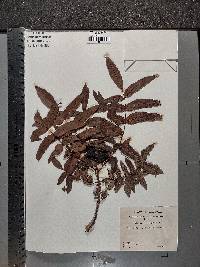Juglans californica image