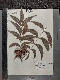 Carya illinoinensis image