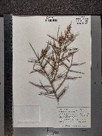 Koeberlinia spinosa image