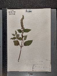 Agastache nepetoides image