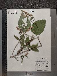 Agastache scrophulariifolia image