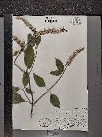 Agastache scrophulariifolia image
