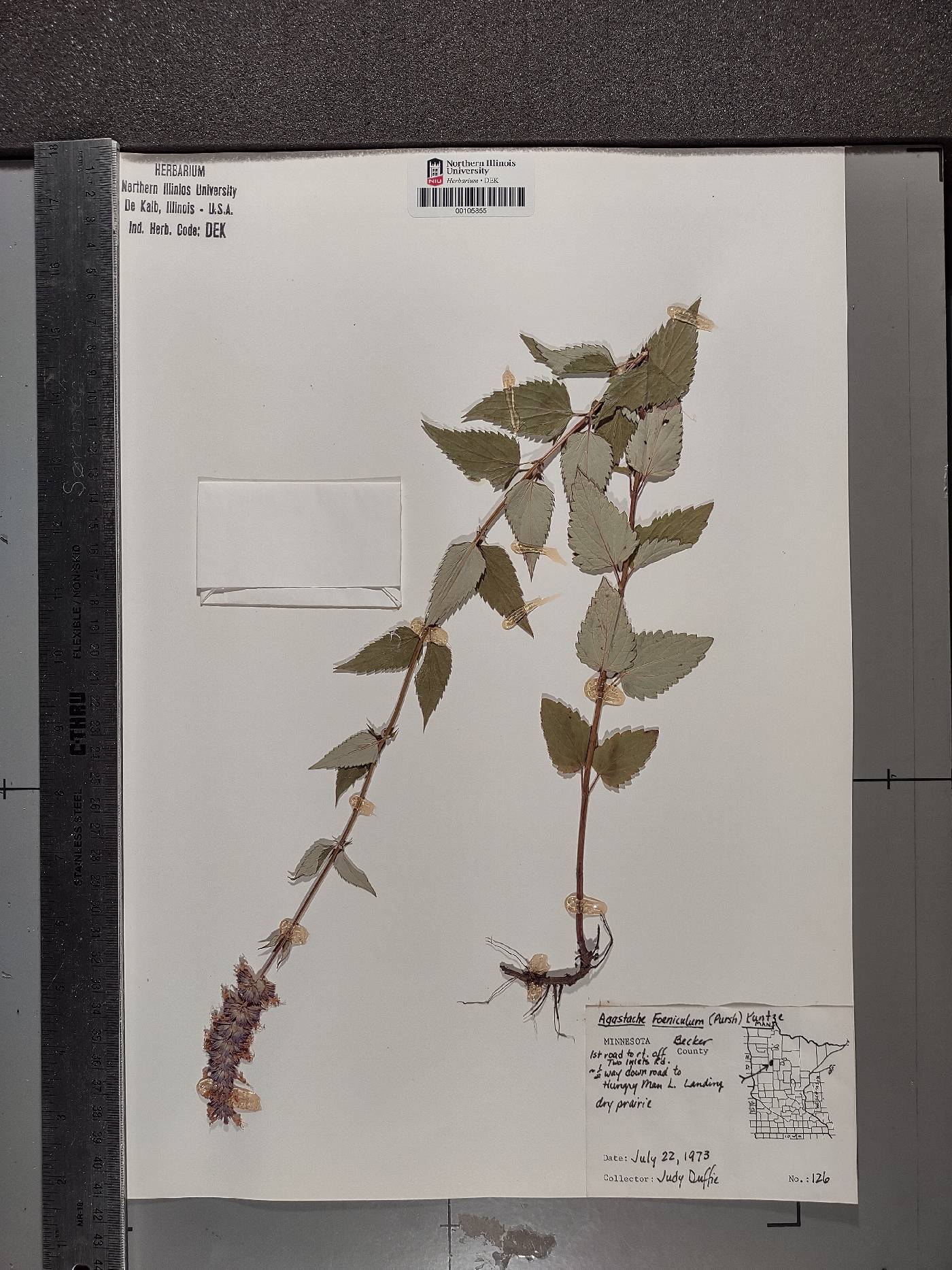 Ballota nigra image