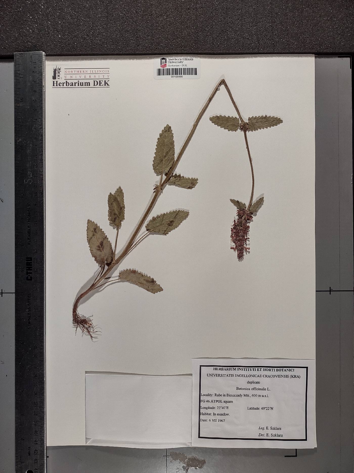 Betonica officinalis image