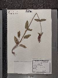 Betonica officinalis image