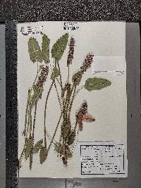 Betonica officinalis image