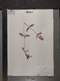 Blephilia ciliata image