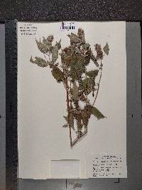 Blephilia hirsuta image