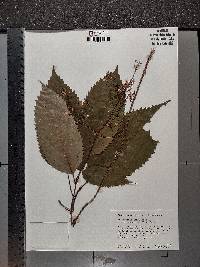 Collinsonia punctata image