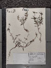 Galeopsis angustifolia image