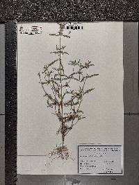 Galeopsis angustifolia image