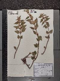 Lamium galeobdolon image