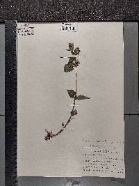 Lamium maculatum image