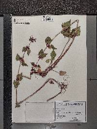 Lamium maculatum image