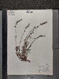 Lavandula angustifolia image