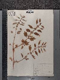 Leonurus cardiaca image