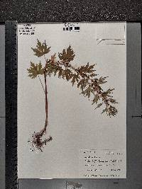 Leonurus cardiaca image