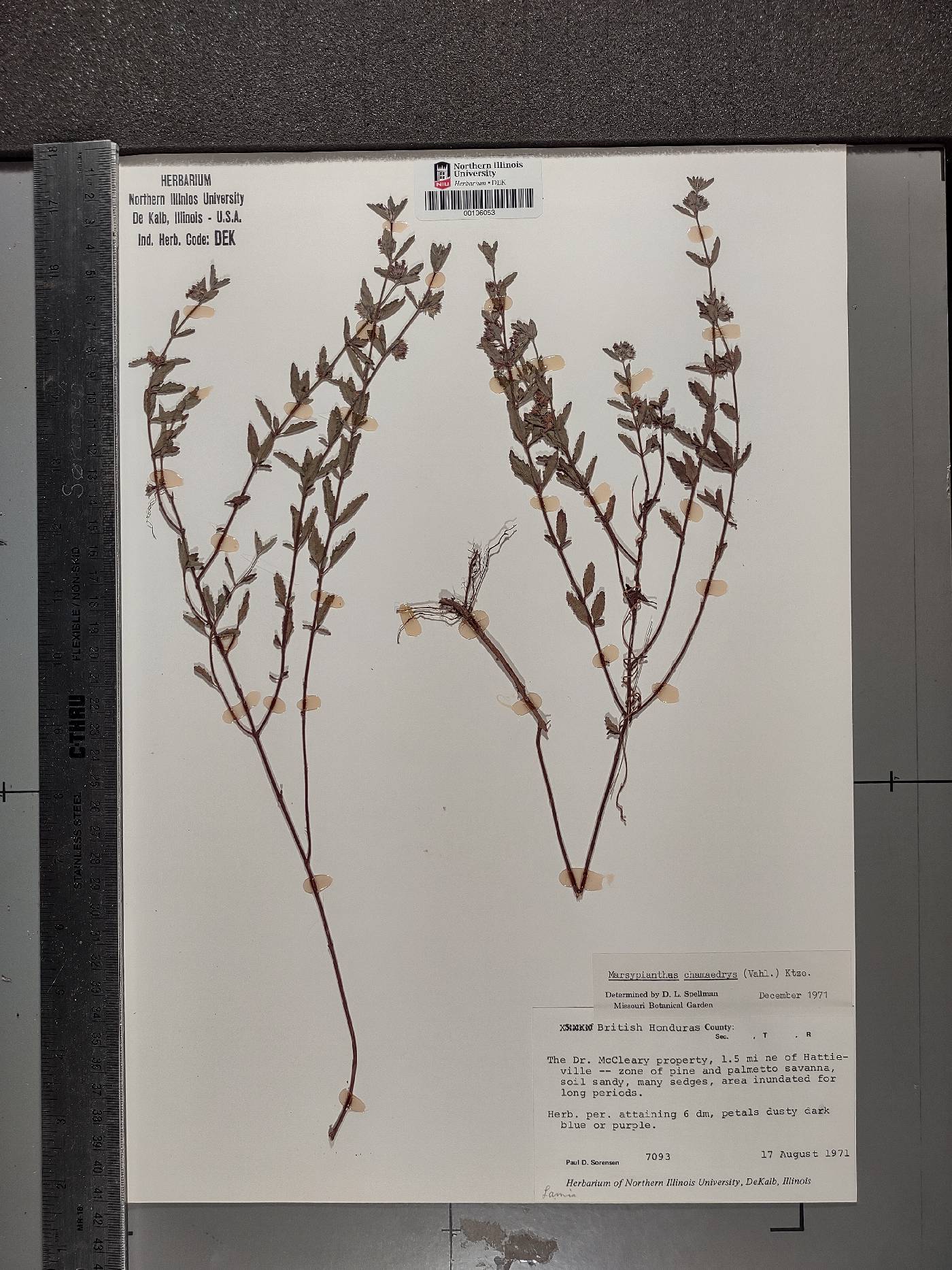 Marsypianthes chamaedrys image