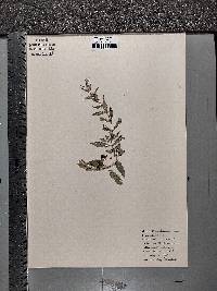 Mentha spicata image