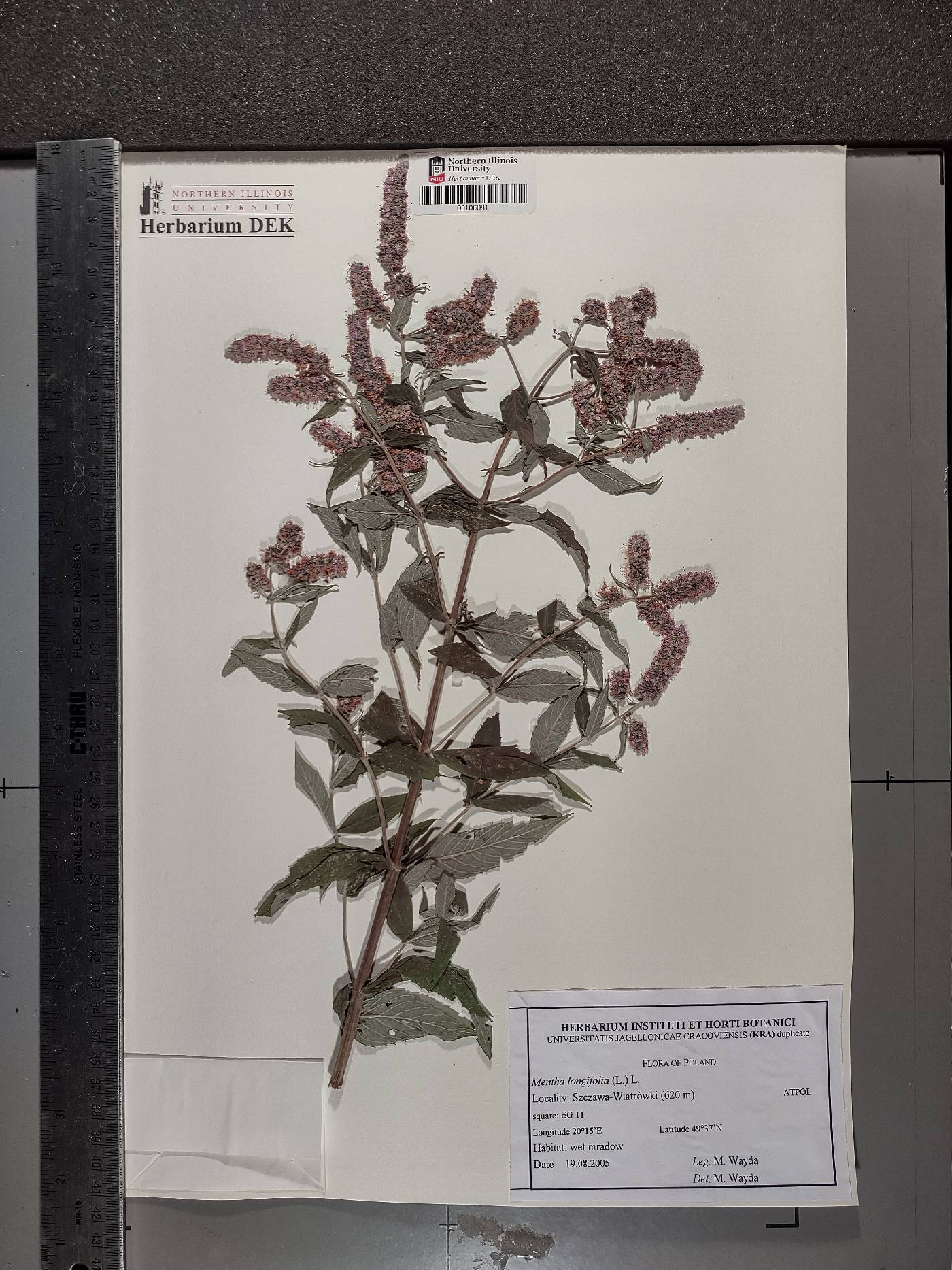 Mentha longifolia image