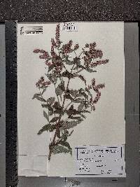 Mentha longifolia image