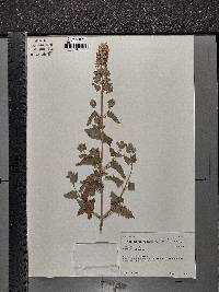 Nepeta cataria image