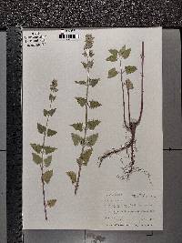 Nepeta cataria image