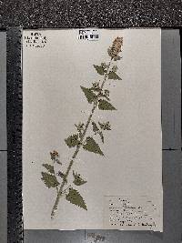 Nepeta cataria image