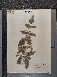 Nepeta cataria image