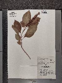 Ocimum campechianum image