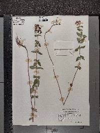 Origanum vulgare image