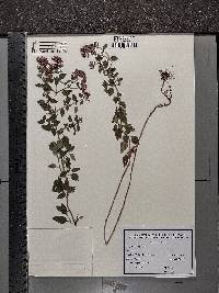 Origanum vulgare image