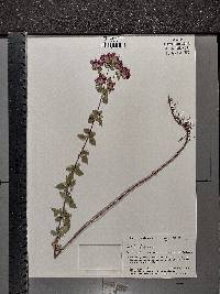 Origanum vulgare image