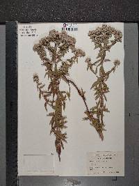 Pycnanthemum pilosum image