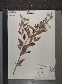 Pycnanthemum pycnanthemoides var. pycnanthemoides image