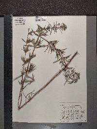 Pycnanthemum virginianum image