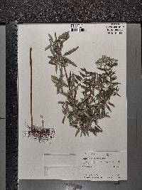 Pycnanthemum pilosum image