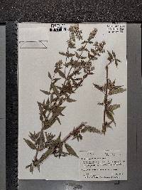 Pycnanthemum pilosum image