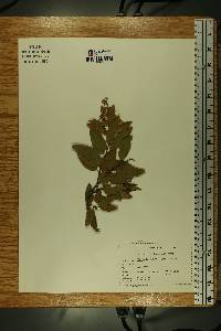 Pieris floribunda image