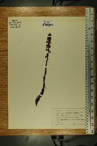 Pterospora andromedea image