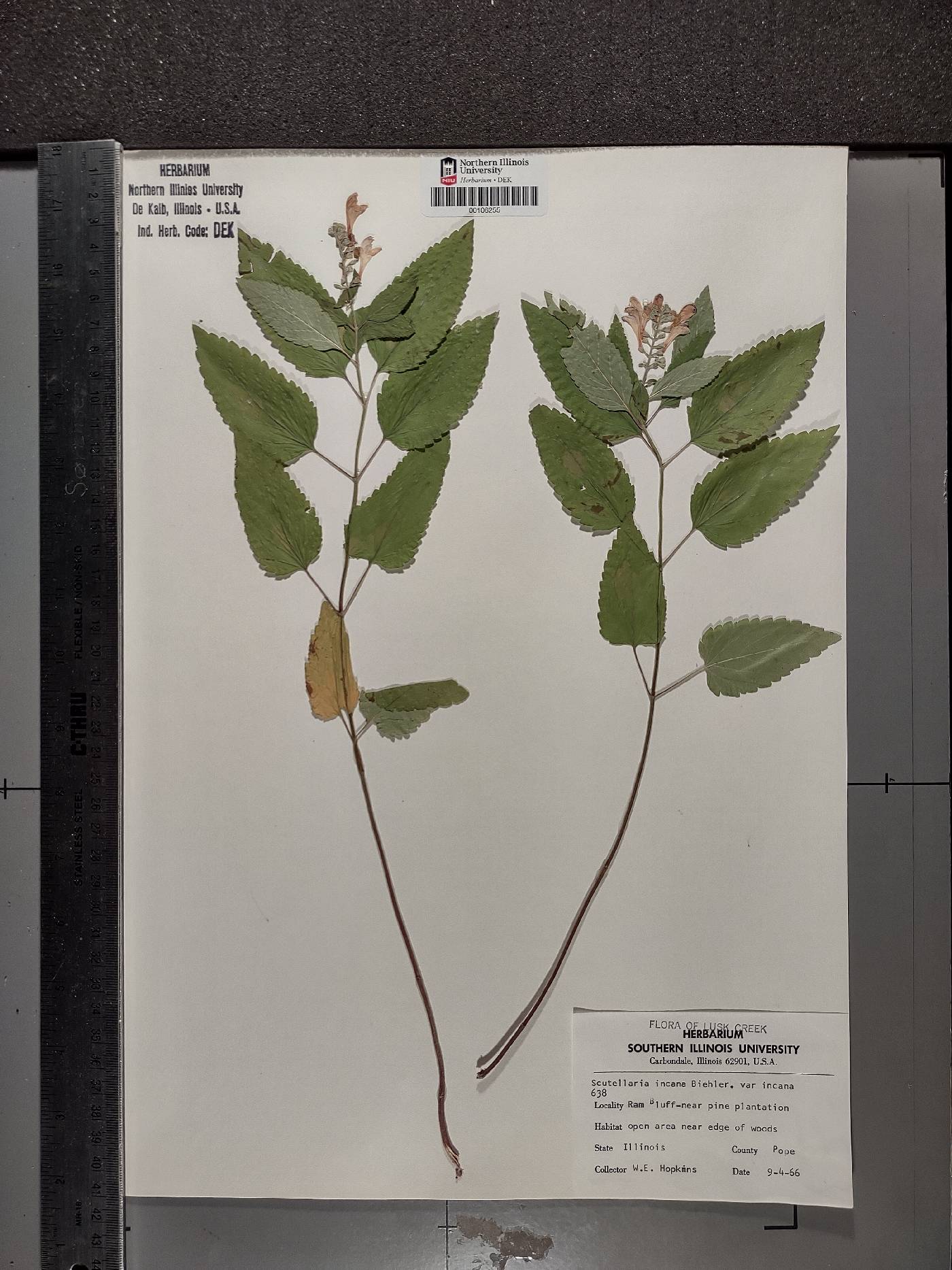 Scutellaria incana incana image