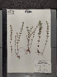 Scutellaria parvula image