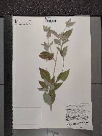 Pycnanthemum muticum image