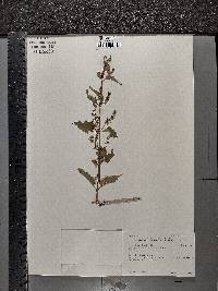 Image Associated With the Occurence